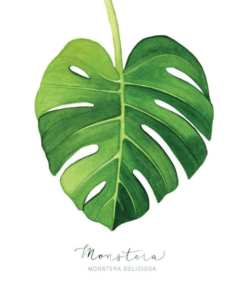 Monstera Leaf Print